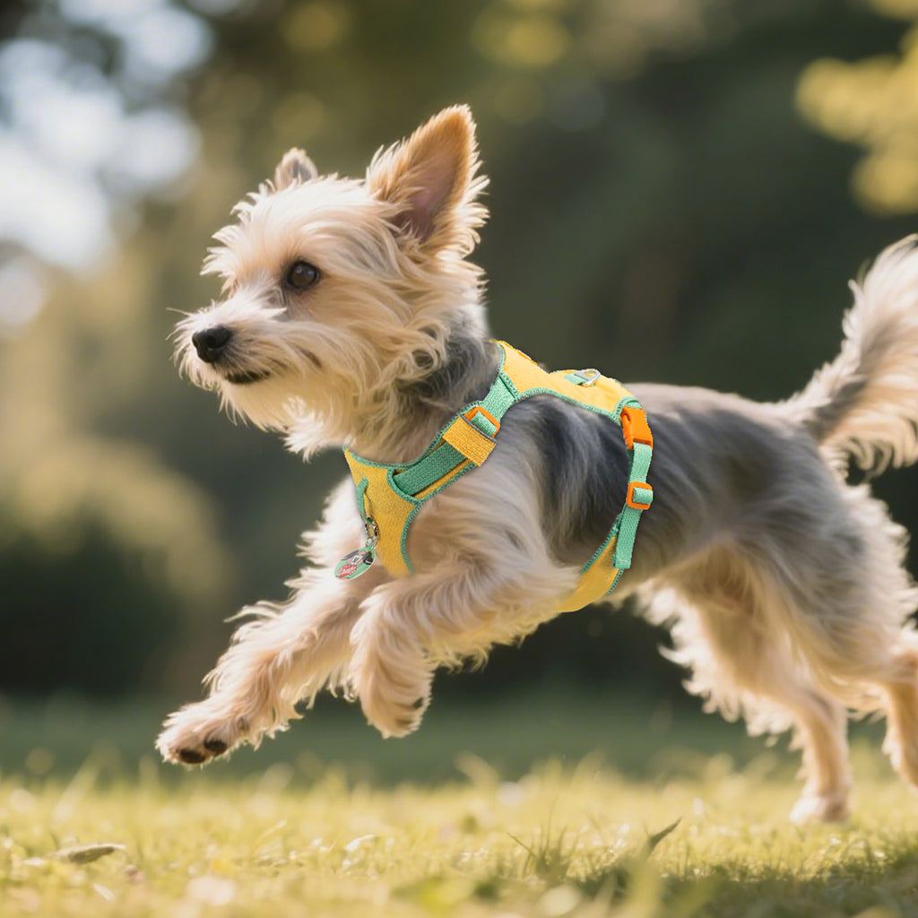 Pawview Harnais Super Léger pour Chiens de Taille Petite et Moyenne, Facile à Enfiler, Réglable, Rembourré, Réfléchissant, Anti-Traction avec 2 Points d’Attache et Poignée de Contrôle