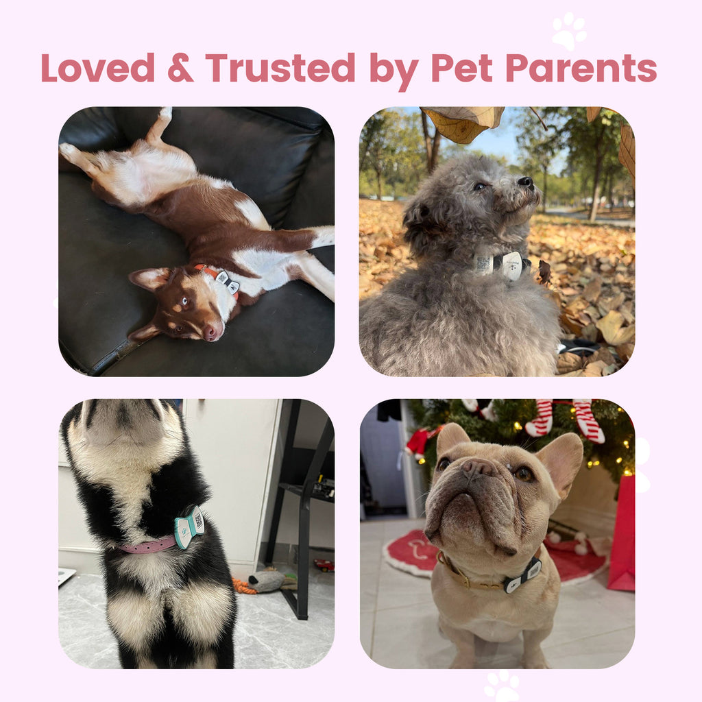 PawView TN003 Anti-perte NFC & QR Code animal ID Tag, Smart Silent Silicone animal Tag pour chien et chat