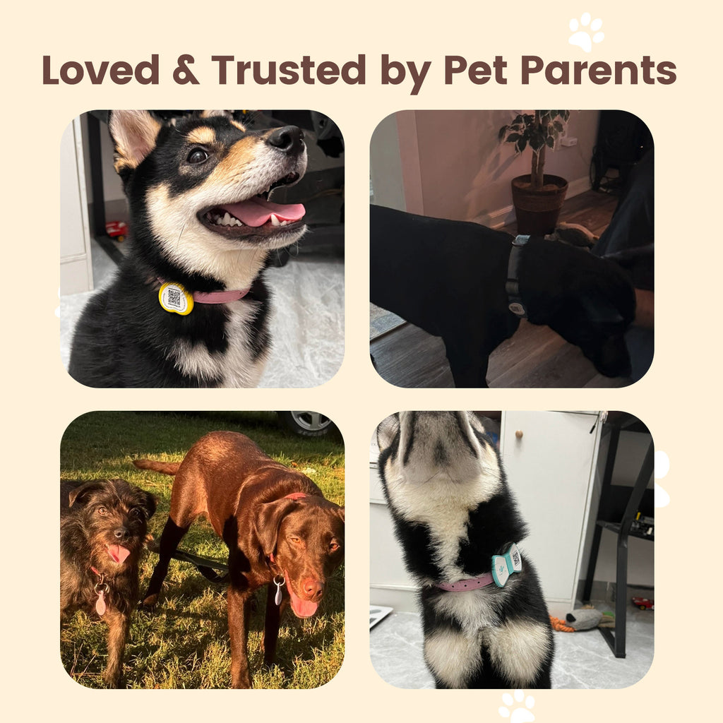 PawView TN004 Anti-perte NFC & QR Code animal ID Tag, Smart Silent Silicone animal Tag pour chien et chat