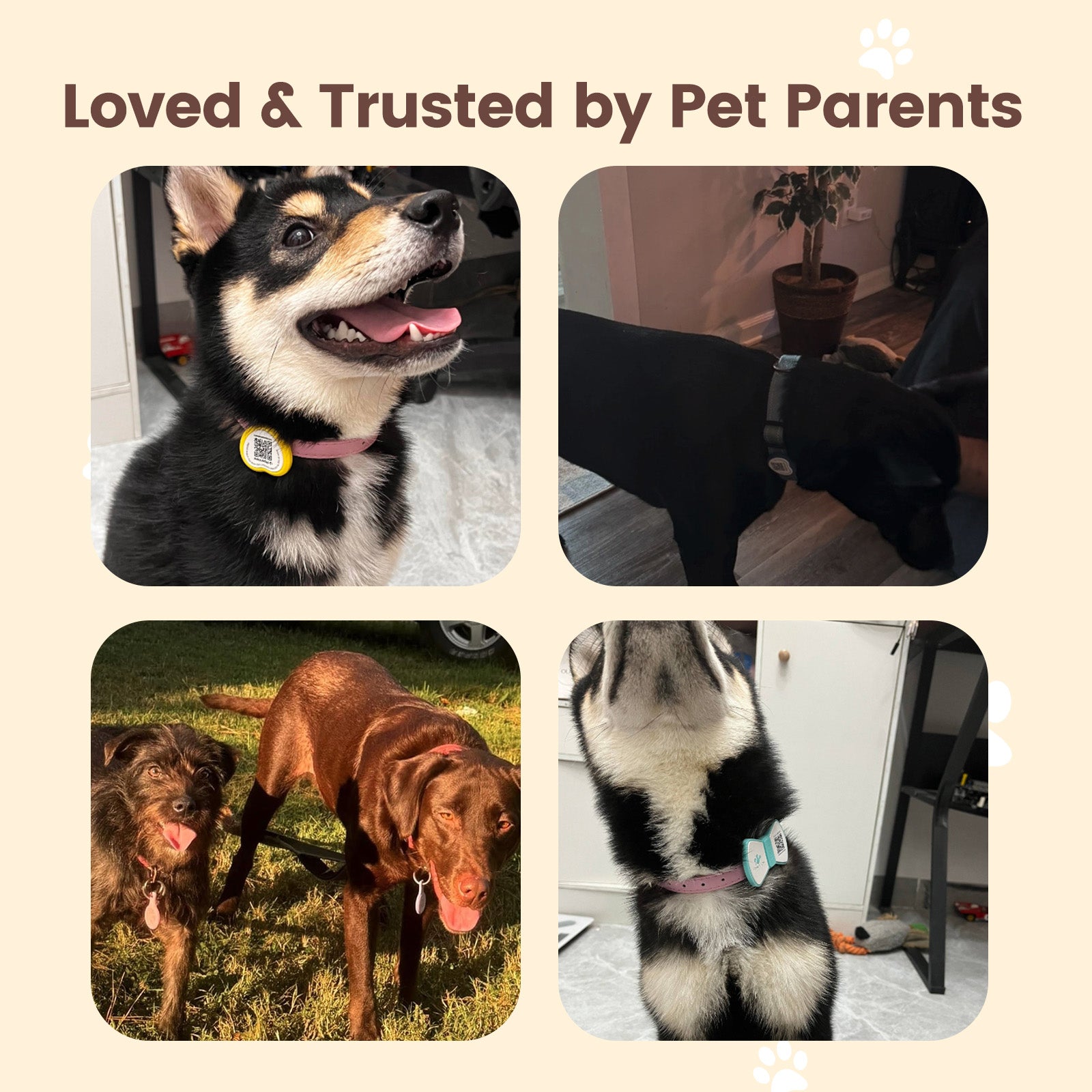 PawView TN004 Anti-perte NFC & QR Code animal ID Tag, Smart Silent Silicone animal Tag pour chien et chat